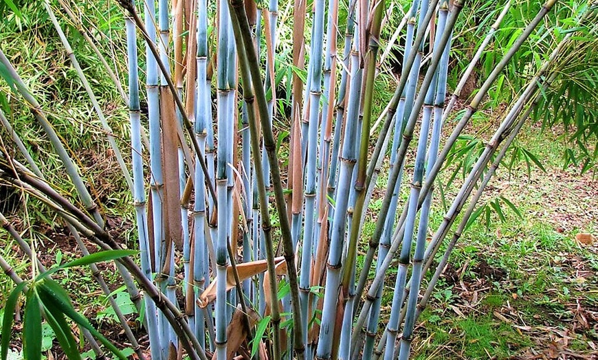 Image 1: Plantas de bambú Azul Blue Dragon