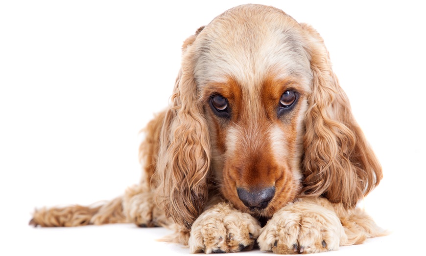 Image 4: Family and Pet Photoshoot