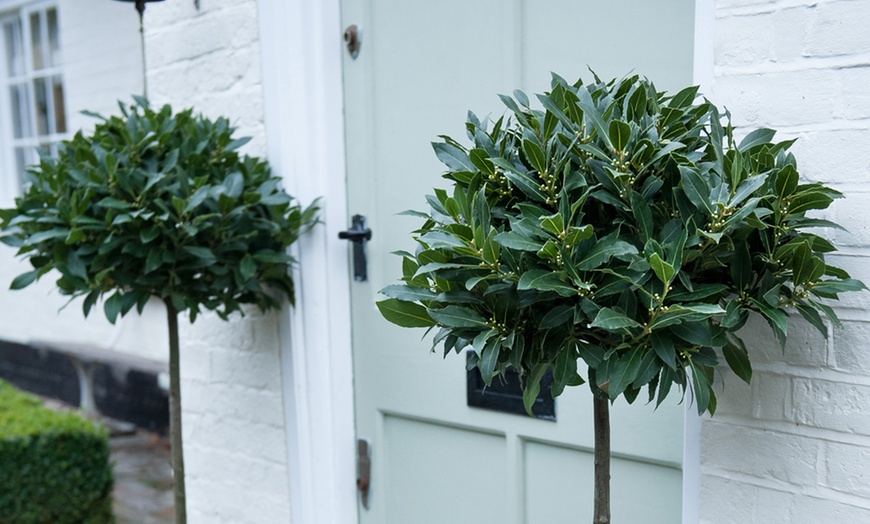 Image 1: One or Two Bay Tree Standard Pots with Optional Planters