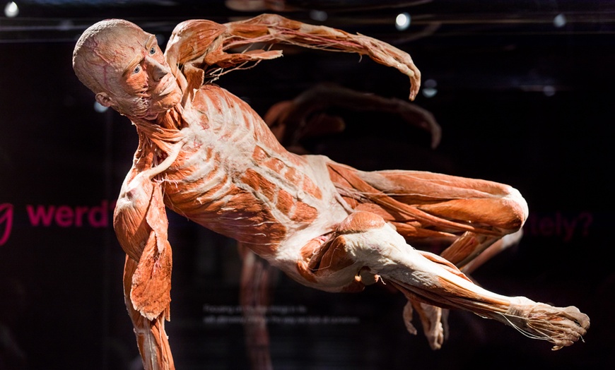 Image 6: Billet pour BODY WORLDS Amsterdam
