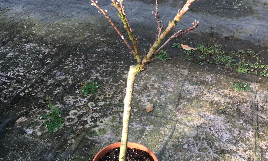 Image 2: Hardy Nectarine Fantasia Plant 4L