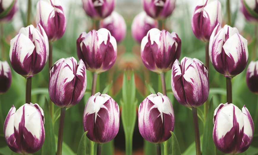 Image 1: Tulip Blueberry Ripple - 16 or 32 Bulbs