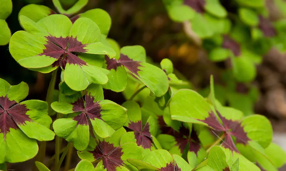 Oxalis Iron Cross Lucky Shamrock Clover (15 Bulbs) - Second Medium