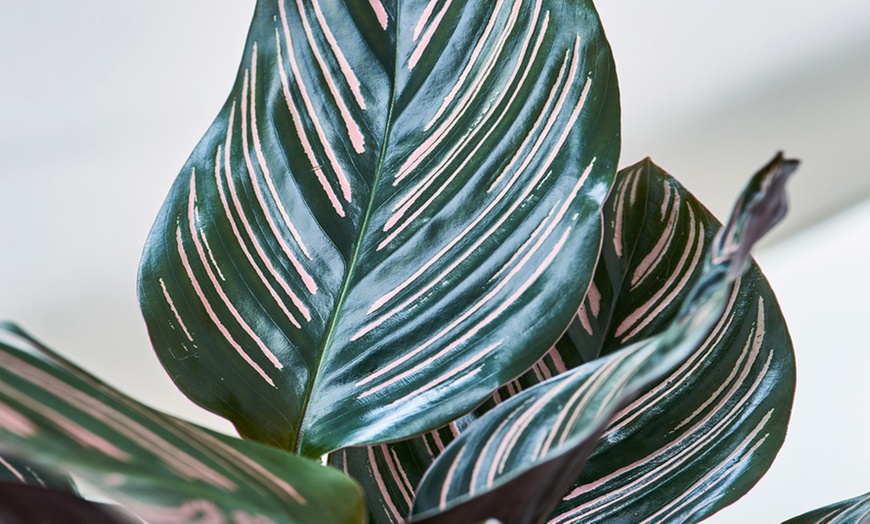 Image 3: Calathea Ornata 'Sanderiana' Pot