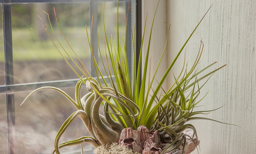 Image 6: Air Plant Arrangement