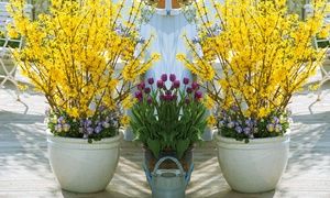 Dwarf Scented Gold Forsythia ...