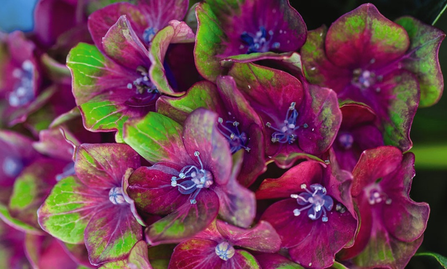 Image 6: Up to Four Hydrangea Macrophylla 'Glam Rock' Hardy Shrubs in 9cm Pots