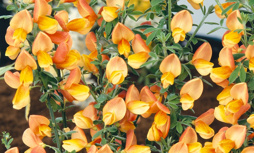 Image 6: 3 or 6 Dry Border Hardy Shrubs