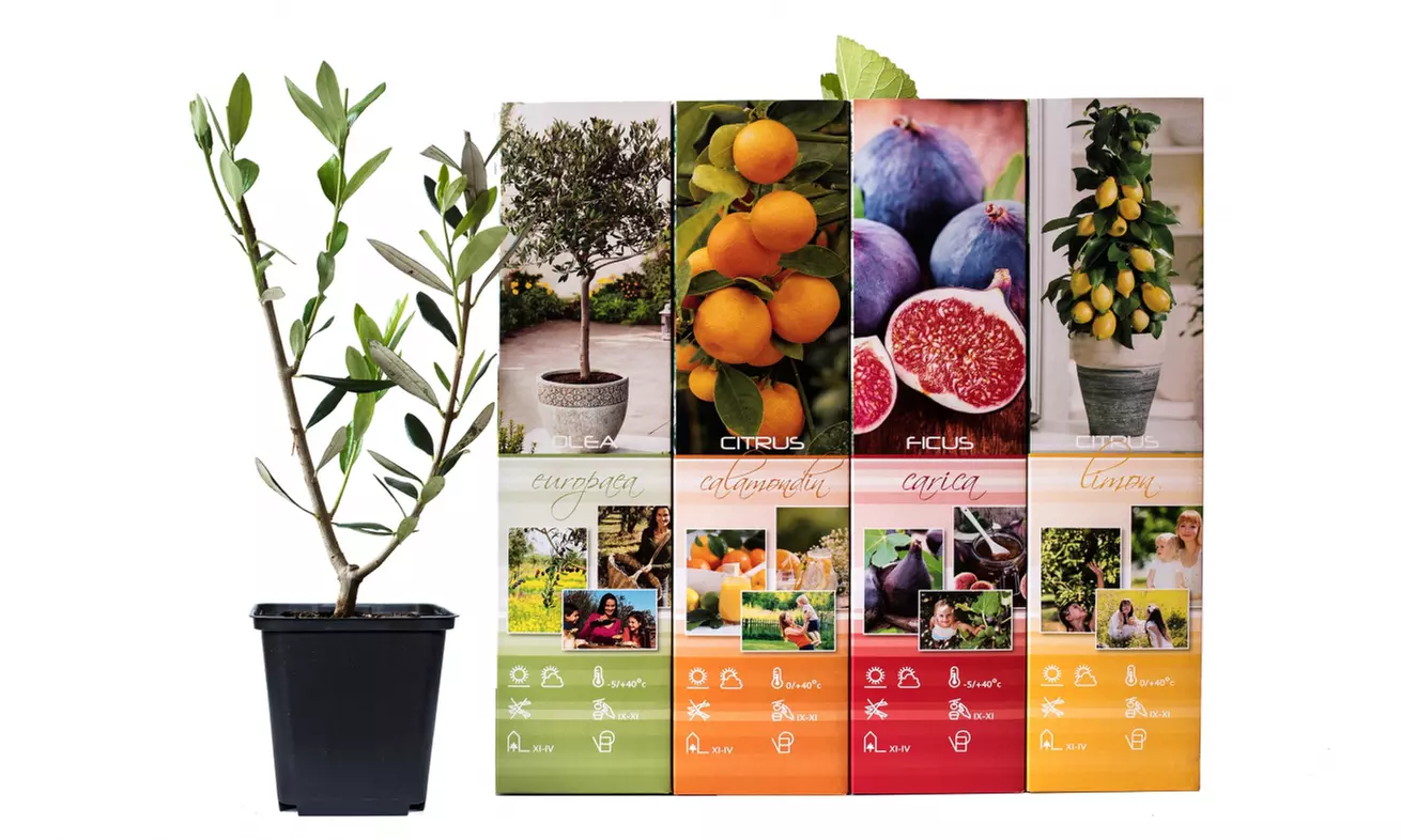 4 plantas mediterráneas