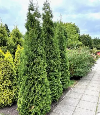 Private Jet® Arborvitae Shrubs - Fast-Growing, Dense Evergreen Privacy Screens with Year-Round Vibrant Green Foliage, Outdoor Plants Free Shipping (Up to 15% Off) - Second Medium