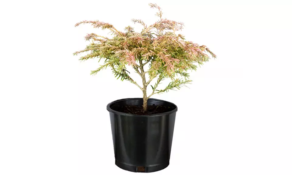 Tsuga Canadensis 'Moon Frost' Canadian Hemlock Plant - Second Medium
