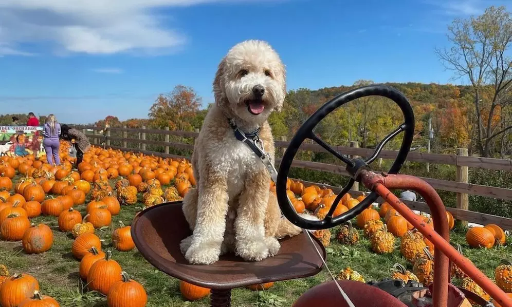 Farmtastic Day to Pick Your Own Pumpkins, Solo or Family of 1-4 People