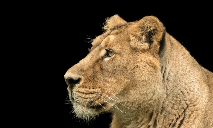 Image 1: Plongez dans la faune et la flore luxuriante du Zoo de Maubeuge