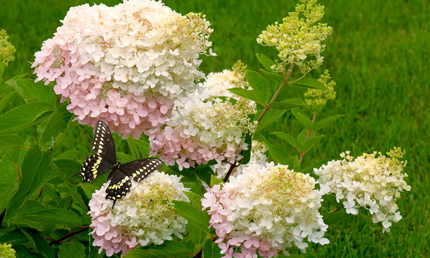 Pre-Order — Assorted Hydrangea Bushes - Primary Image