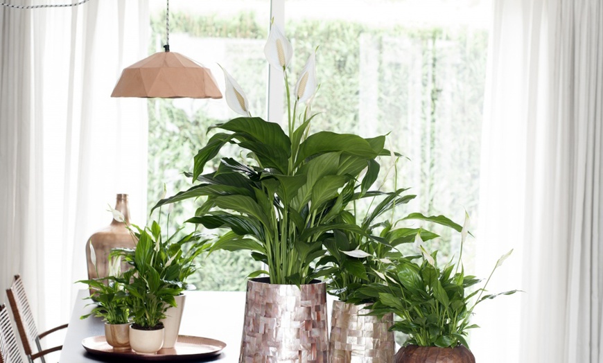 Image 3: Plante Spathiphyllum de Rootz