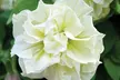 Scented Petunia Frills and Spills, 5, 10 or 20 Plants - Image 7