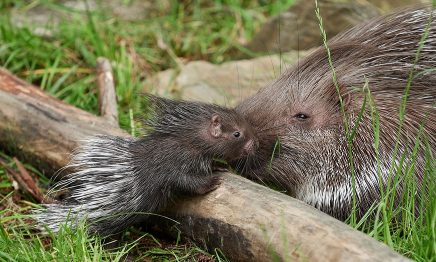 Image 14: Tageskarte für den Zoo Krefeld