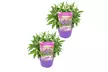 Lot de 2 buddleias Rootz, couleur au choix - Image 3