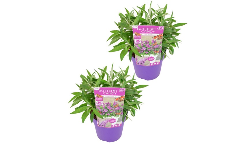 Image 3: Set van 2 kleine Buddleja vlinderstruiken 
