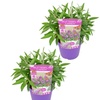 Image 3: Set van 2 kleine Buddleja vlinderstruiken 