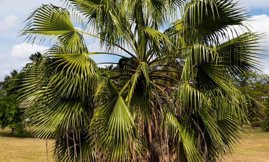 Image 2: Set de 2 palmiers mexicains exotiques