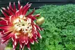 Mixed Summer Dahlia Tubers - Second Medium