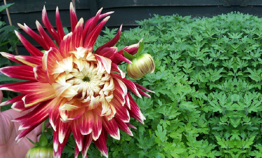 Image 2: Mixed Summer Dahlia Tubers