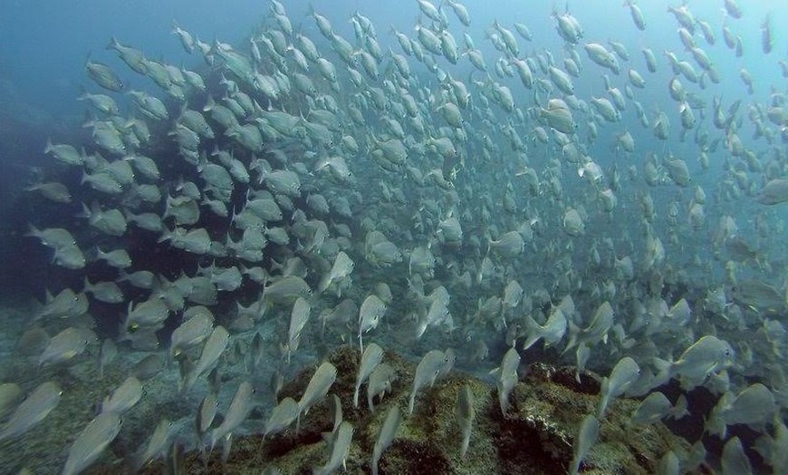 Image 2: Tour guiado de snorkel