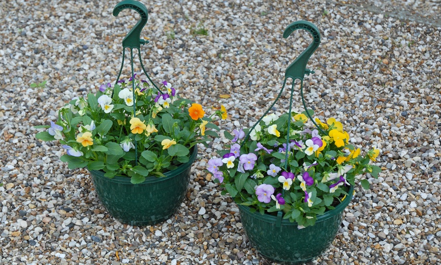 Image 3: Two Pre-Planted Viola Hanging Baskets