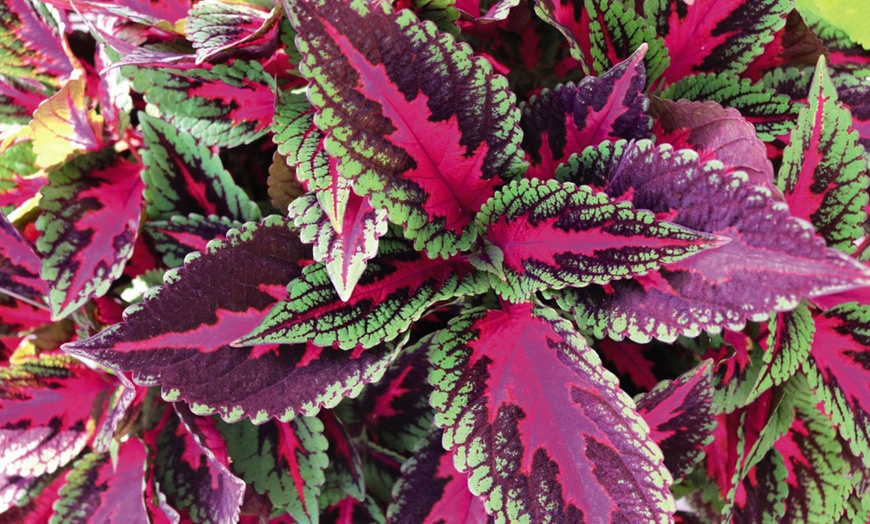 Image 3: 5 or 10 Coleus Collection Jumbo Plug Plants