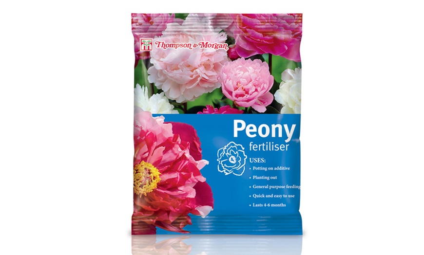 Image 4: Peony Coral Sunset Plant