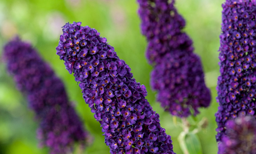 Image 1: Buddleja davidii Mariposa Bush