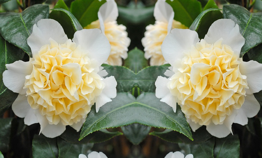 Image 5: One or Three Hardy Camellia Plants