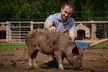 Pet and Play for Up to Four or Pig Enthusiast Experience for One or Two at Kew Little Pigs (Up to 33% Off) - Second Medium