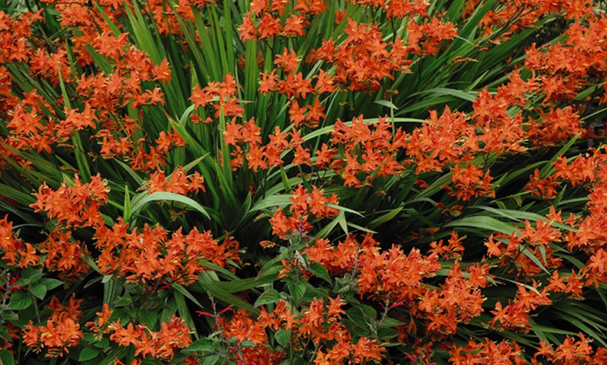 Image 3: 5 or 10 Crocosmia Spitfire Bulbs