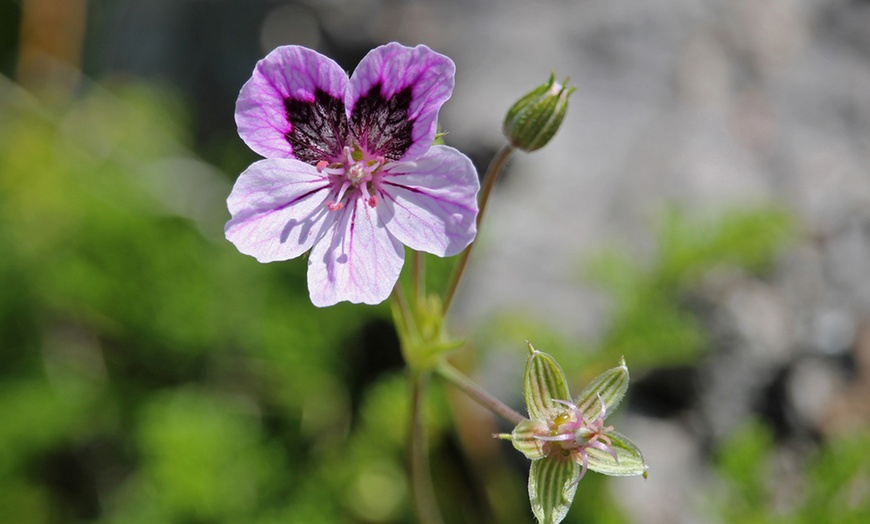 Image 4: Perennial Erodium ‘Spanish Eyes’ – 1, 2 or 3 Potted Plants