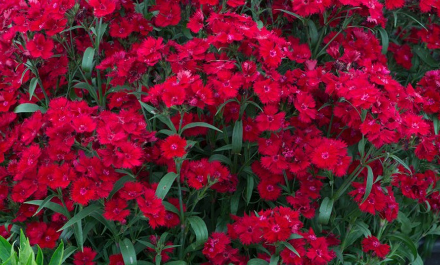 Image 4: One or Three Fragrant Dianthus 'Rocking Red' Potted Plants