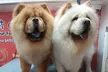 Basic or Full Grooming at Pet Corner (Up To 34% Off) - Image 3