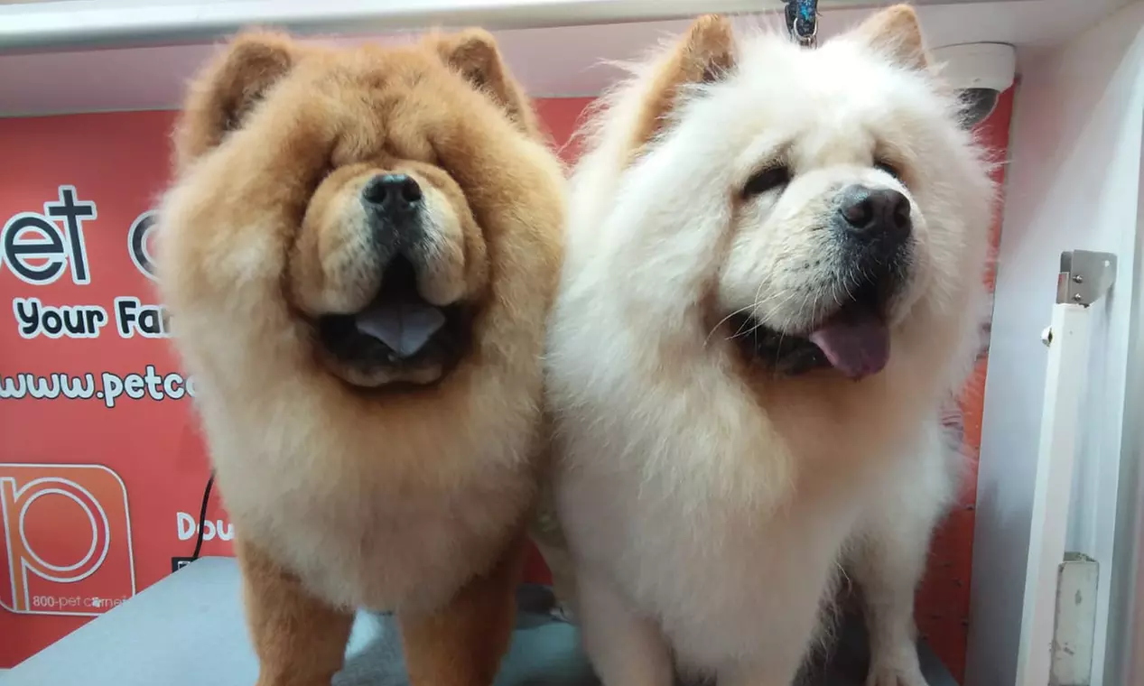 Basic or Full Grooming at Pet Corner