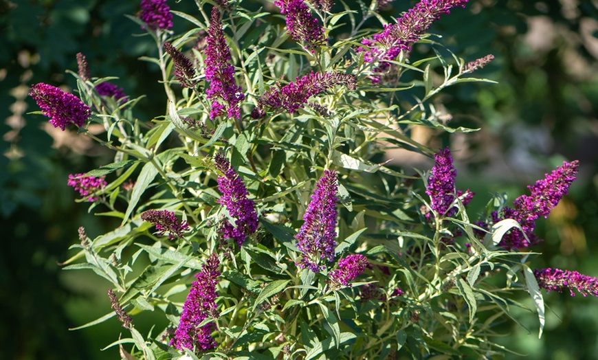 Image 4: One or Three Buddleja Butterfly Tower Plants