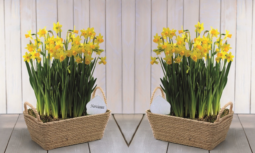 Image 12: 60 or 120 Narcissus Daffodil Dwarf Collection Bulbs