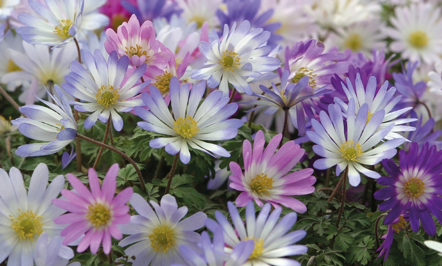 Image 7: 50, 100 or 200 Anemone Blanda Mixed Bulbs