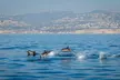 ¡Experimenta la emoción de ver delfines! Excursión para 1 o 2 personas en el Estrecho de Gibraltar con Dolphin Charter - Second Medium