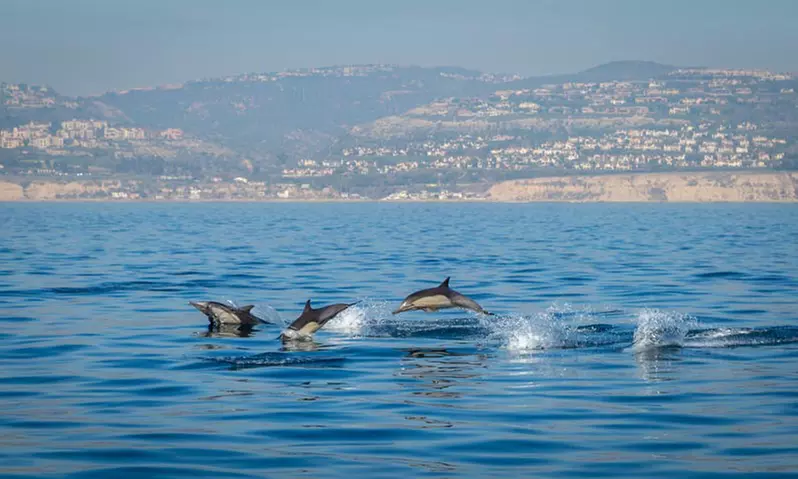 Avistamiento de cetáceos en grupos reducidos para 1 o 2 personas