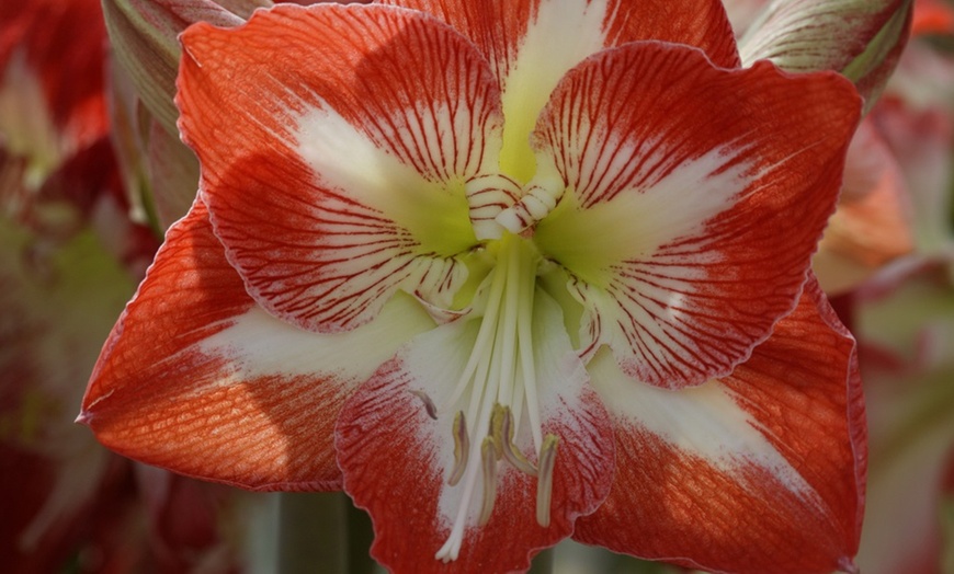 Image 2: Three or Six Amaryllis Bulbs Collection