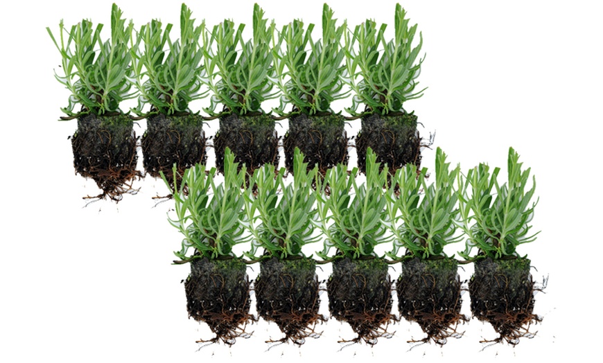 Image 9: 5, 10, 15 or 20 Hardy English Lavender Plants