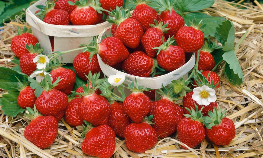 Image 2: 6 or 12 Strawberry Plants