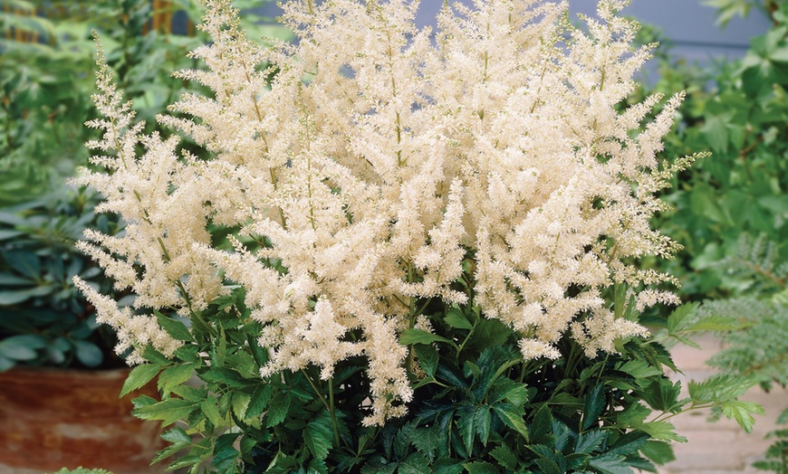 Image 1: Astilbe Giant Bare Roots