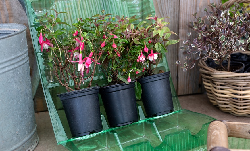 Image 4: Hardy Fuchsia Collection
