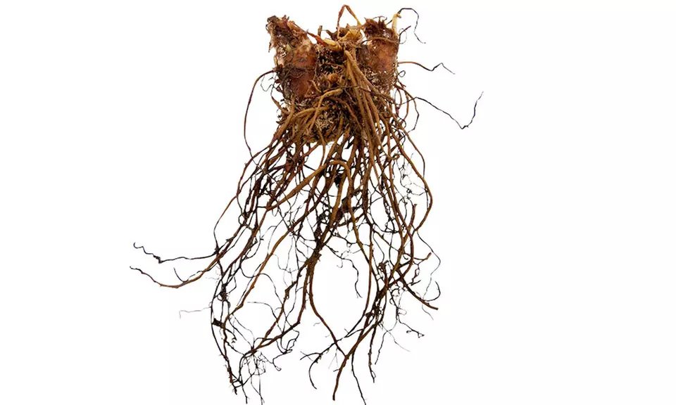 Blueberry Frosting Astilbe Duo Bare Roots (5-Pack) - Second Medium
